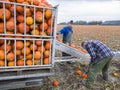 Pumpkin harvest on field in the netherlands in the province of groningen near loppersum