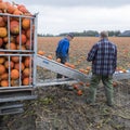 Pumpkin harvest on field in the netherlands in the province of groningen near loppersum