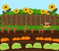 Pumpkin harvest garden Vector. Countryside backgrounds illustration