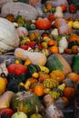 Pumpkin Harvest Orange, yellow green pumpkins on farmer's market Fall harvesting Royalty Free Stock Photo