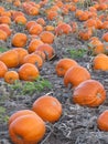 Pumpkin Harvest - Ready for Halloween