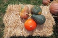 Pumpkin harvest in autumn