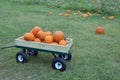Pumpkin Harvest Royalty Free Stock Photo