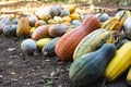 Pumpkin harvesting