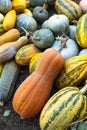 Pumpkin harvesting