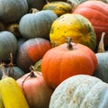 Pumpkin harvesting