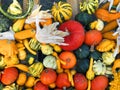 Pumpkin harvesting. Halloween pumpkins. Autumn rural rustic background with vegetable marrow. Royalty Free Stock Photo