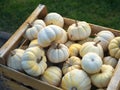 Pumpkin harvesting. Halloween pumpkins. Autumn rural rustic background with vegetable marrow. Royalty Free Stock Photo