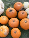 Pumpkin harvesting. Halloween pumpkins. Autumn rural rustic background with vegetable marrow.