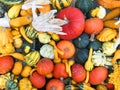 Pumpkin harvesting. Halloween pumpkins. Autumn rural rustic background with vegetable marrow.