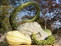 Pumpkin harvesting. Halloween pumpkins. Autumn rural rustic background with vegetable marrow.