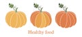 Pumpkin. harvesting. natural food. colored vector illustration on white