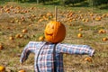 Pumpkin-headed scarecrow guards a pumpkin patch Royalty Free Stock Photo