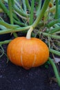 Pumpkin hokaido in the garden - autumn harvest