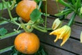 Pumpkin hokaido in the garden Royalty Free Stock Photo