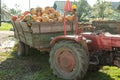 Pumpkin hrvest on the tactor in village
