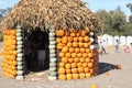 Pumpkin Hut in Pumpkin patch during Halloween, Cucurbita pepo