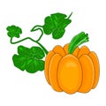 Pumpkin isolated on white background. Autumn orange squash, organic vegetable food.