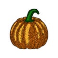 Pumpkin isolated on white background. Old vintage style hand drawing engraved. Design element.