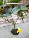 Pumpkin and its leaves hanging from the stalk. The flowers are yellow