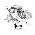 Pumpkin jam glass jar vector drawing. Jelly and marmalade. Hand