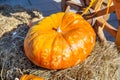 A pumpkin of the Kupchikha variety is orange in color on the hay next to the cart wheel on a sunny day. Food, vegetables, agricult