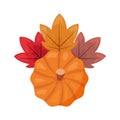 Pumpkin laeves foliage white background Royalty Free Stock Photo