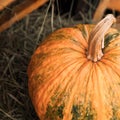 Pumpkin large orange ribbed close-up, autumn vegetable crop seasonal vertical photo