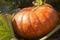 Pumpkin