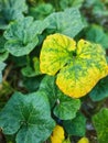 Pumpkin Leaf Chlorosis Royalty Free Stock Photo