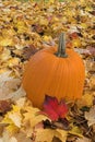 Pumpkin and leaves Royalty Free Stock Photo