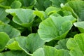 Pumpkin leaves