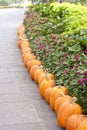 Pumpkin-lined walkway