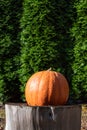 Pumpkin on a log round in front of green arborvitae hedge