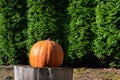 Pumpkin on a log round in front of green arborvitae hedge