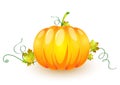Pumpkin made in illustrator cs4 Royalty Free Stock Photo