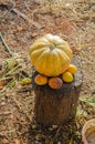 Pumpkin and Mangoes On Log