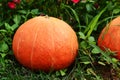 Pumpkin Royalty Free Stock Photo