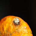 A pumpkin or melon with a spoiled stain. White rot or mold on a fruit or vegetable. Perishable organic food. Black Royalty Free Stock Photo