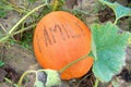 Pumpkin with Message