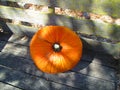 Pumpkin on a Mossy Bench