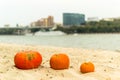 pumpkin in nature. autumn holiday harvest festival Halloween. day of the dead. Hallowmas