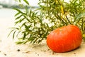 pumpkin in nature. autumn holiday harvest festival Halloween. day of the dead. Hallowmas