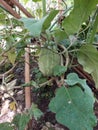 Pumpkin nature plant pumpkin grow