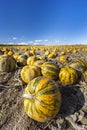 pumpkin near Retz in Weinviertel, Lower Austria, Austria Royalty Free Stock Photo