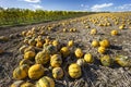 pumpkin near Retz in Weinviertel, Lower Austria, Austria Royalty Free Stock Photo