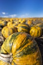 pumpkin near Retz in Weinviertel, Lower Austria, Austria Royalty Free Stock Photo