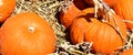 Pumpkin, Orange, Large on display at TLC Garden Center