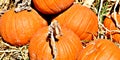 Pumpkin, Orange, Large on display at TLC Garden Center