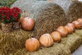 Pumpkin orange lying on the bales of hay and the flowers are red Royalty Free Stock Photo